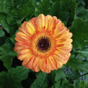 Picture of Gerbera Florist Patio Painted Desert