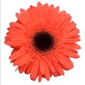 Picture of Gerbera Florist Patio Yosemite