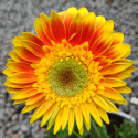Picture of Gerbera Garvinea Sweet Blaze