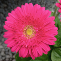 Gerbera Sweet Maggie Picture of Gerbera Sweet Maggie