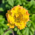 Picture of Geum Can Can