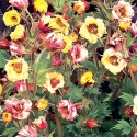 Picture of Geum Tempo Yellow