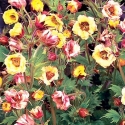Geum Tempo Yellow Picture of Geum Tempo Yellow