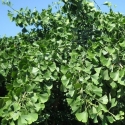 Picture of Ginkgo Biloba Pendula