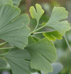 Picture of Ginkgo Fastigiata