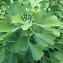 Picture of Ginkgo Jade Butterflies