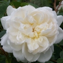 Picture of Glamis Castle-Rose