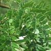 Picture of Gleditsia Emerald Cascade L/W