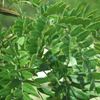 Picture of Gleditsia Emerald Cascade L/W