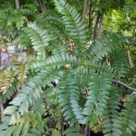 Picture of Gleditsia Ruby Lace