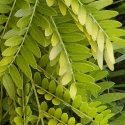 Picture of Gleditsia Sunburst