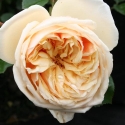 Picture of Gloire de Dijon Clg-Rose
