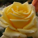 Picture of Glorious Std 80cm-Rose