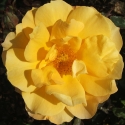 Picture of Gold Dust-Rose