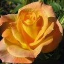 Picture of Gold Medal Std 80cm-Rose