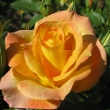Picture of Gold Medal-Rose
