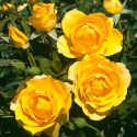 Picture of Gold Reef-Rose
