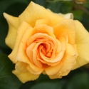 Picture of Gold Strike Std 80cm-Rose