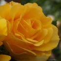 Picture of Golden Gift-Rose