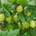 Picture of Gooseberry Early