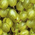 Picture of Gooseberry Invicta