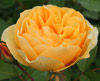 Picture of Graham Thomas Std 80cm-Rose