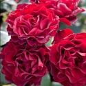 Picture of Grand Prix Special Std 45cm-Rose