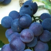 Grape Albany Surprise Picture of Grape Albany Surprise