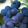 Picture of Grape Albany Surprise