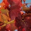 Picture of Grape Alicante Bouchet Ornamental Grape