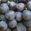 Picture of Grape Bishop Pompalier