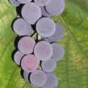 Picture of Grape Buffalo