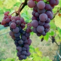 Picture of Grape Candice Seedless