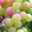 Grape Iona Picture of Grape Iona