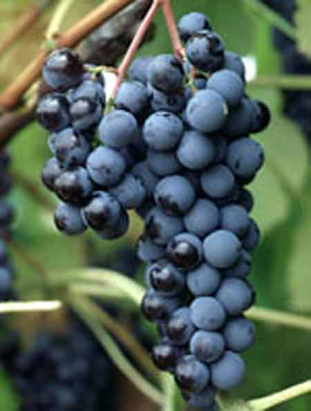 Picture of Grape Steubens
