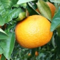 Picture of Grapefruit Morrison Seedless