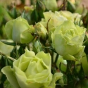 Picture of Green With Envy Std 45cm-Rose