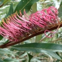 Picture of Grevillea Barklyana