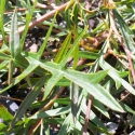 Picture of Grevillea Bronze Rambler
