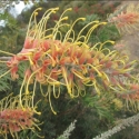 Picture of Grevillea Cream Passion