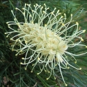 Picture of Grevillea Cream and Green