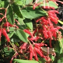 Picture of Grevillea Deua Flame