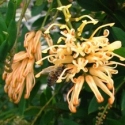 Picture of Grevillea Deua Gold