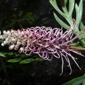 Picture of Grevillea Dorothy Gordon