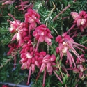 Picture of Grevillea Drummer Boy