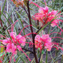 Picture of Grevillea Elegance