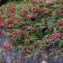 Picture of Grevillea Fanfare