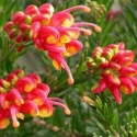 Picture of Grevillea Fireworks