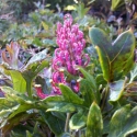 Picture of Grevillea Gaudi Chaudii