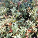 Picture of Grevillea Gaudis Ghost